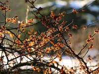 Hamamelis x intermedia 2015 02 07 3114